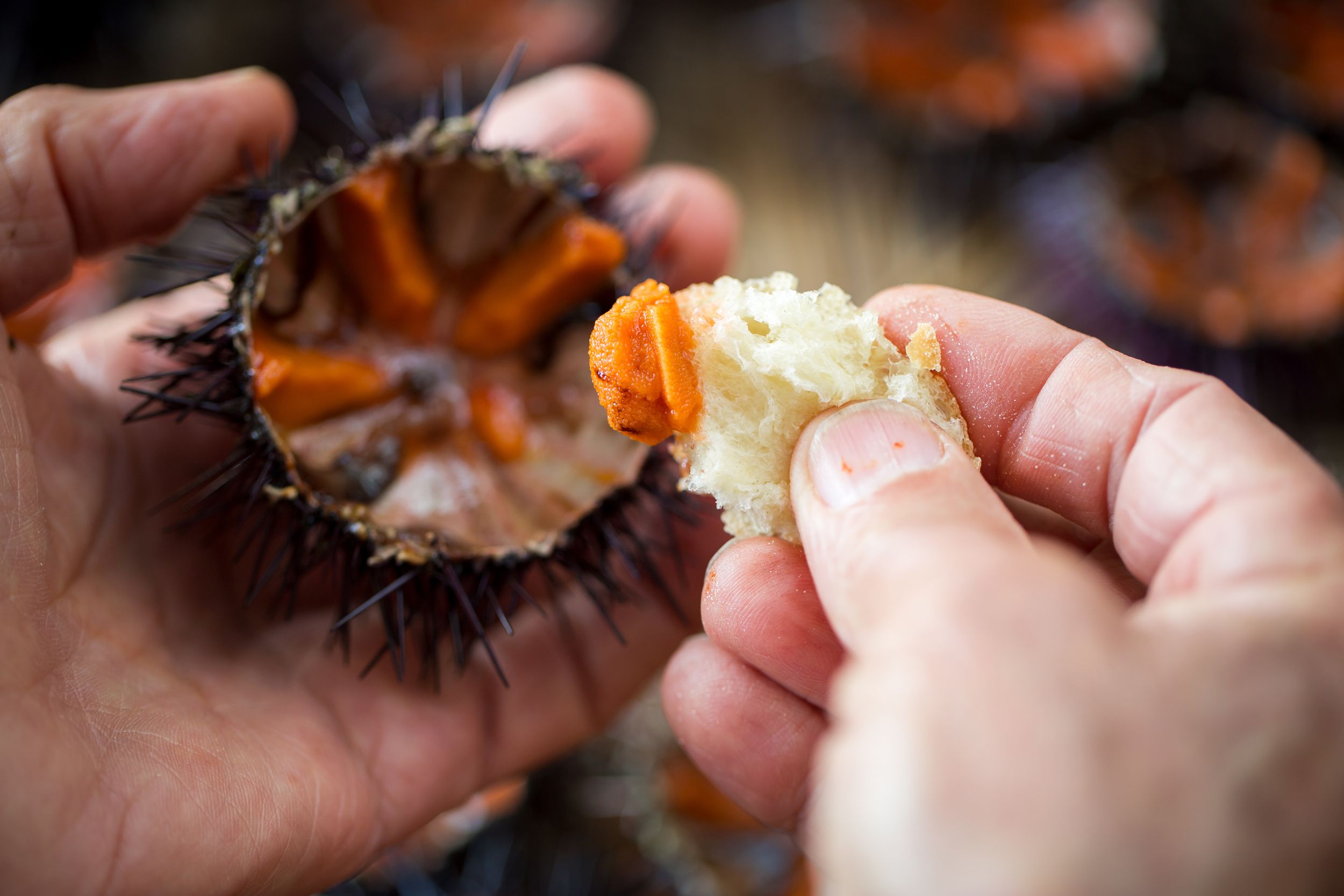 diving-for-delicacies-edible-vancouver-island