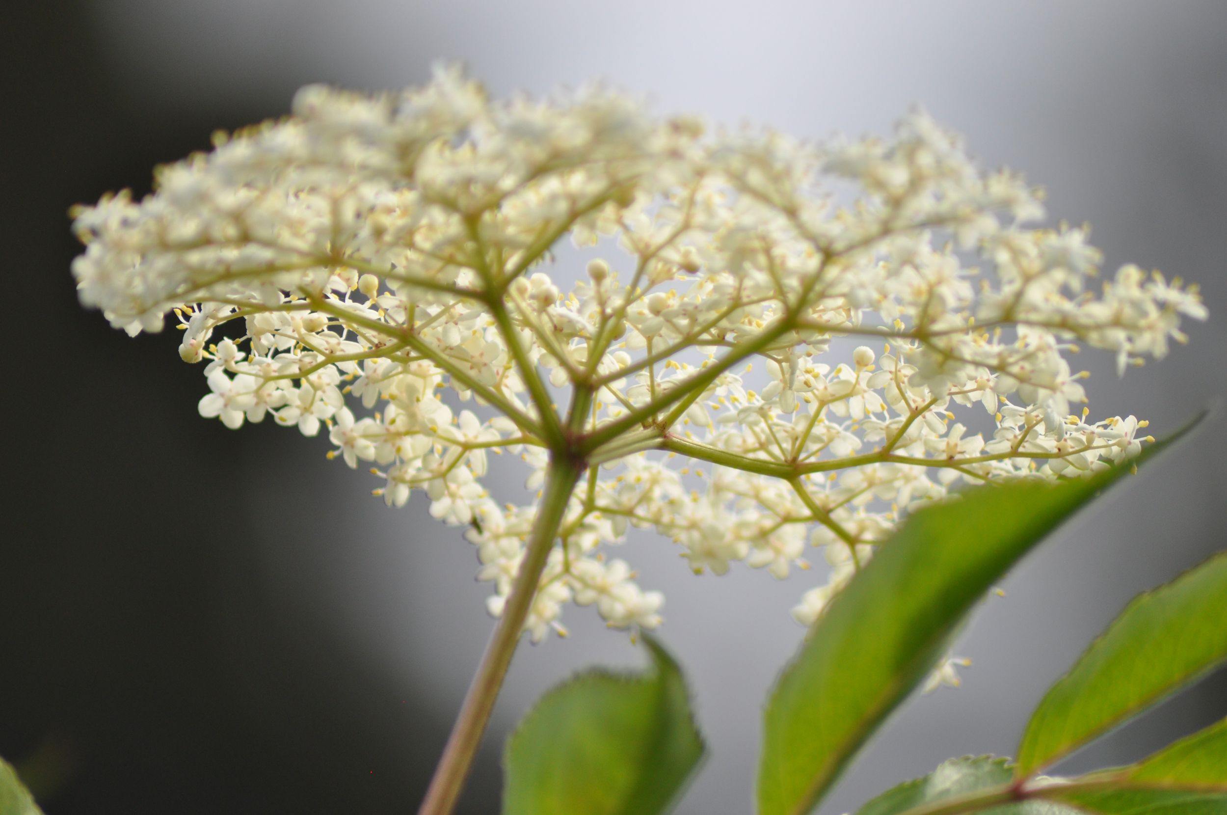 St. Germain liqueur tastes Old World but is a modern take on elderflower