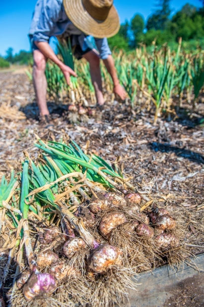 Garlic Harvest time in Comox Valley